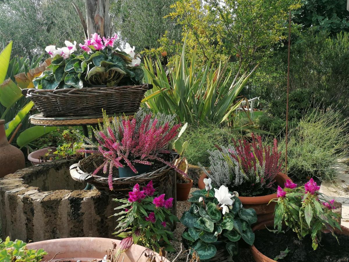 ホテル Il Giardino Del Te バルレッタ エクステリア 写真